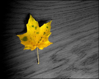 Yellow leaf wooden surface black 2 - clyfford still free wallpaper