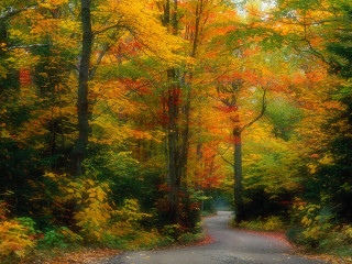 Autumn road trees yellow red 3 - a road free wallpaper