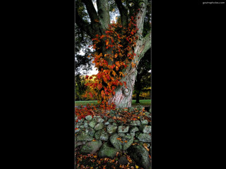 Tree red leaves stone wall 2 - it next free wallpaper