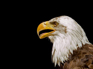 Bald eagle black background white - yellow beak free wallpaper