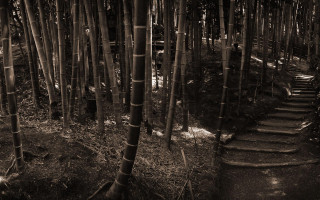 Black white forest path steps - adobe lightroom free wallpaper