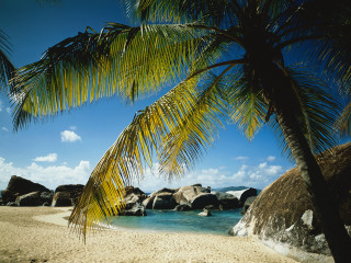 Palm tree beach rocks blue - beach free wallpaper