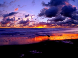 Bird beach sunset clouds person 2 - mystical free wallpaper for desktop