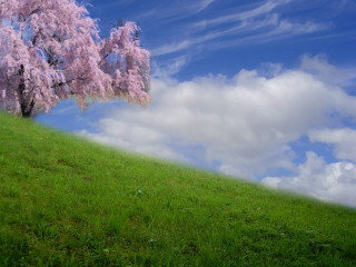 Tree pink flowers grassy hill - a grassy hill free wallpaper