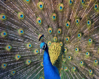 Peacock feathers spread out tail - a peacock free wallpaper