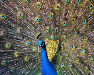 Peacock feathers spread out colorful - a peacock free wallpaper