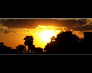 Sunset palm trees building skyline 2 - a sunset free wallpaper for desktop
