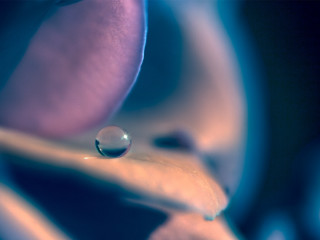 Flower water drop petal blue - fiona stephenson free wallpaper