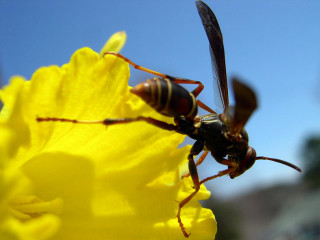 Bee flower sky yellow flowers - a few yellow flower free wallpaper
