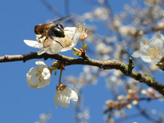 Bee branch white flowers blue - a bee free wallpaper for desktop