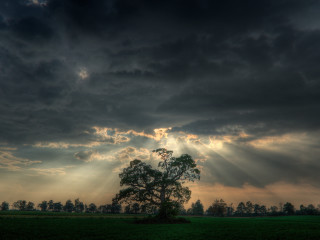 Tree field clouds sunrays stormy - daarken free wallpaper