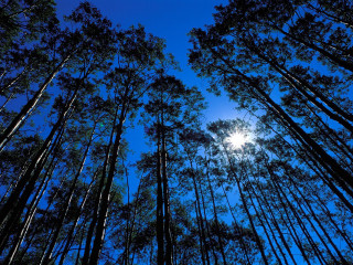 Tall trees sunlight sky above - tall tree free wallpaper