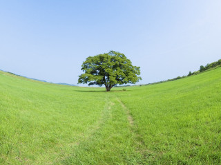 Lone tree green field blue 2 - a trail free wallpaper