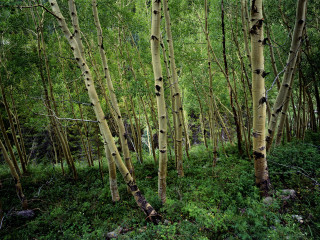 Grove trees forest green foliage - free forest wallpaper