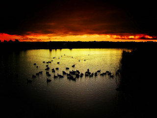 Flock birds lake cloudy sky 3 - adobe lightroom free wallpaper