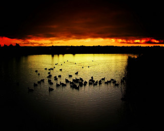Flock birds lake cloudy sky 4 - adobe lightroom free wallpaper