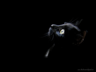 Black cat glowing eyes dark 2 - its eye free wallpaper