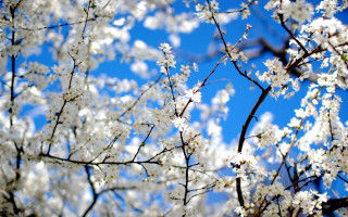 Tree white flowers blue sky 4 - the distance in the foreground free wallpaper