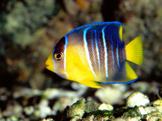 Blue yellow fish ocean floor 3 - fish free wallpaper