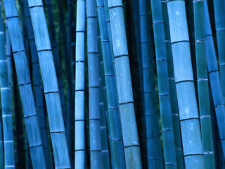 Blue bamboo sticks forest trees 2 - a small bird free wallpaper