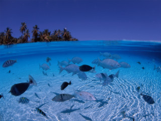 Fish ocean palm island bubble - sandy free wallpaper for desktop