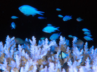 Fish corals bioluminescence night blue - synchromism free wallpaper