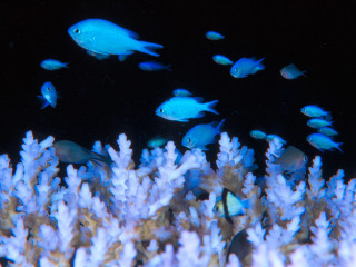 Fish coral reef bioluminescence night - synchromism free wallpaper