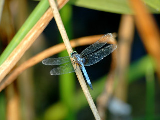 Blue dragonfly plant stem blurry - a blue dragonfly free wallpaper