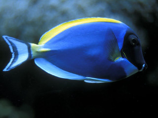 Blue yellow fish swimming coral - lostfish free wallpaper