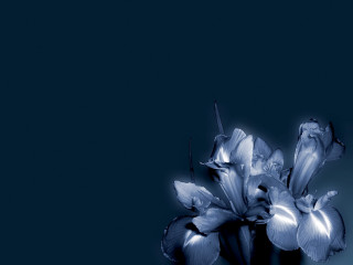 Blue flower vase table blue - derek jarman free wallpaper