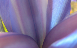 Purple flower closeup blurry background 9 - edward weston free wallpaper