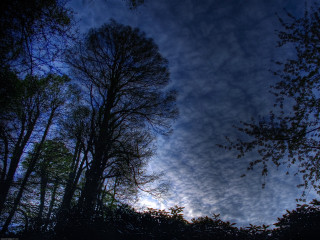 Blue sky clouds trees foreground 12 - cloud and trees free wallpaper