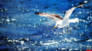 Seagull flying ocean wings spread - a seagull free wallpaper