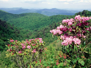 Valley mountains flowers foreground scenery - a view of a valley free wallpaper