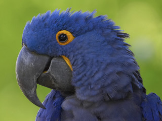 Blue parrot yellow beak green 3 - duccio free wallpaper