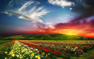 Flower field sunset horizon mountain - arthur quartley free wallpaper
