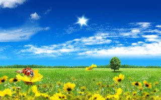 Ladybug yellow flower field blue 2 - a lady bug free wallpaper