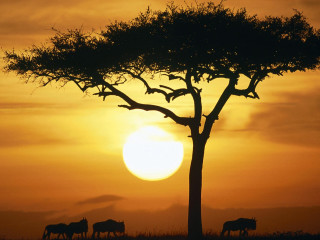 Animals tree sunset dawn wild 2 - a group of animals free wallpaper