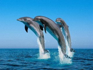 Dolphins jumping ocean blue sky 12 - two dolphin free wallpaper