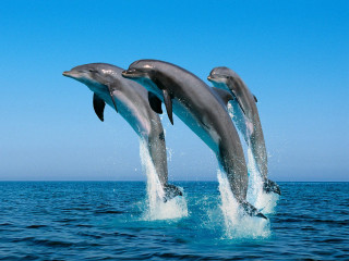 Dolphins jumping ocean blue sky 13 - two dolphin free wallpaper