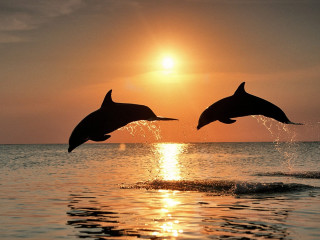 Dolphins jumping water sunset sunrise 6 - two dolphin free wallpaper