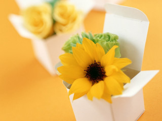 Yellow flower white box table 6 - other flower free wallpaper