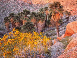 Desert palm trees flowers mountain 2 - a desert free wallpaper