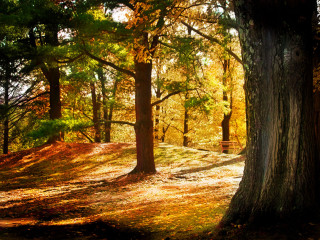 Bench forest trees leaves ground 3 - bob thompson free wallpaper