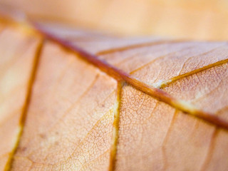 Close up leaf yellow line - end free wallpaper for desktop