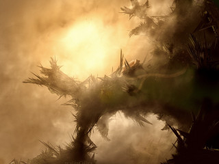 Tree branches fog sunlight behind - darek zabrocki free wallpaper