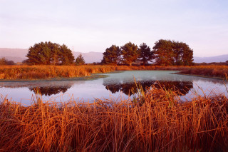 Pond grass trees blue sky - tall grass and trees free wallpaper