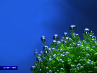 Plant water droplets macro blue - macro photography free wallpaper