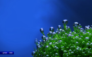 Water droplets plant macro nature 2 - moss free wallpaper
