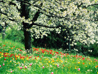 Field of flowers trees background - a field of flowers and trees free wallpaper
